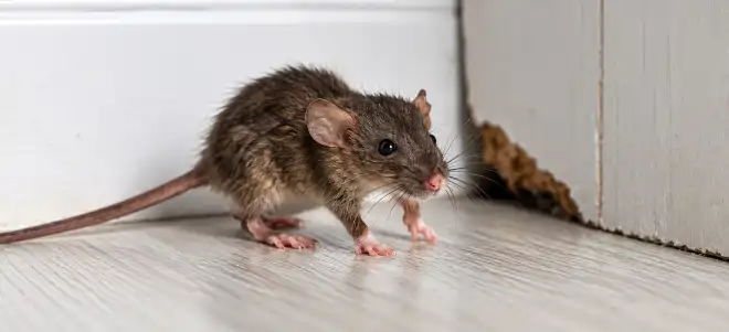 Layanan pengendalian tikus di properti