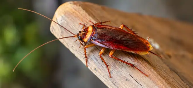 Layanan pest control untuk berbagai jenis hama